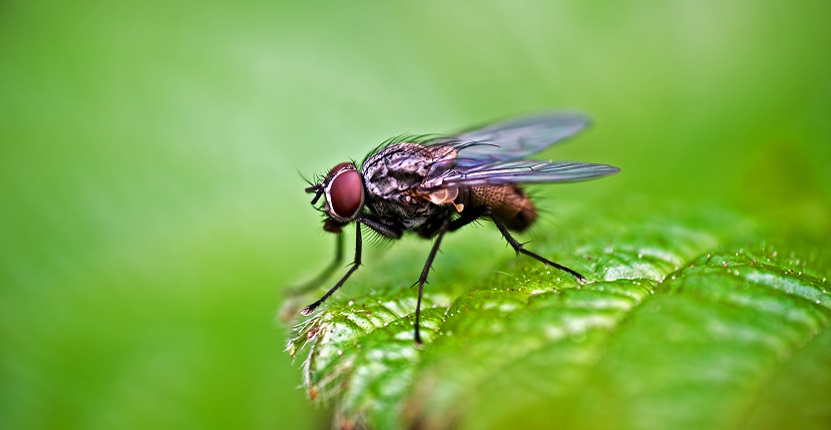 Flies Control Services in Bhubaneswar