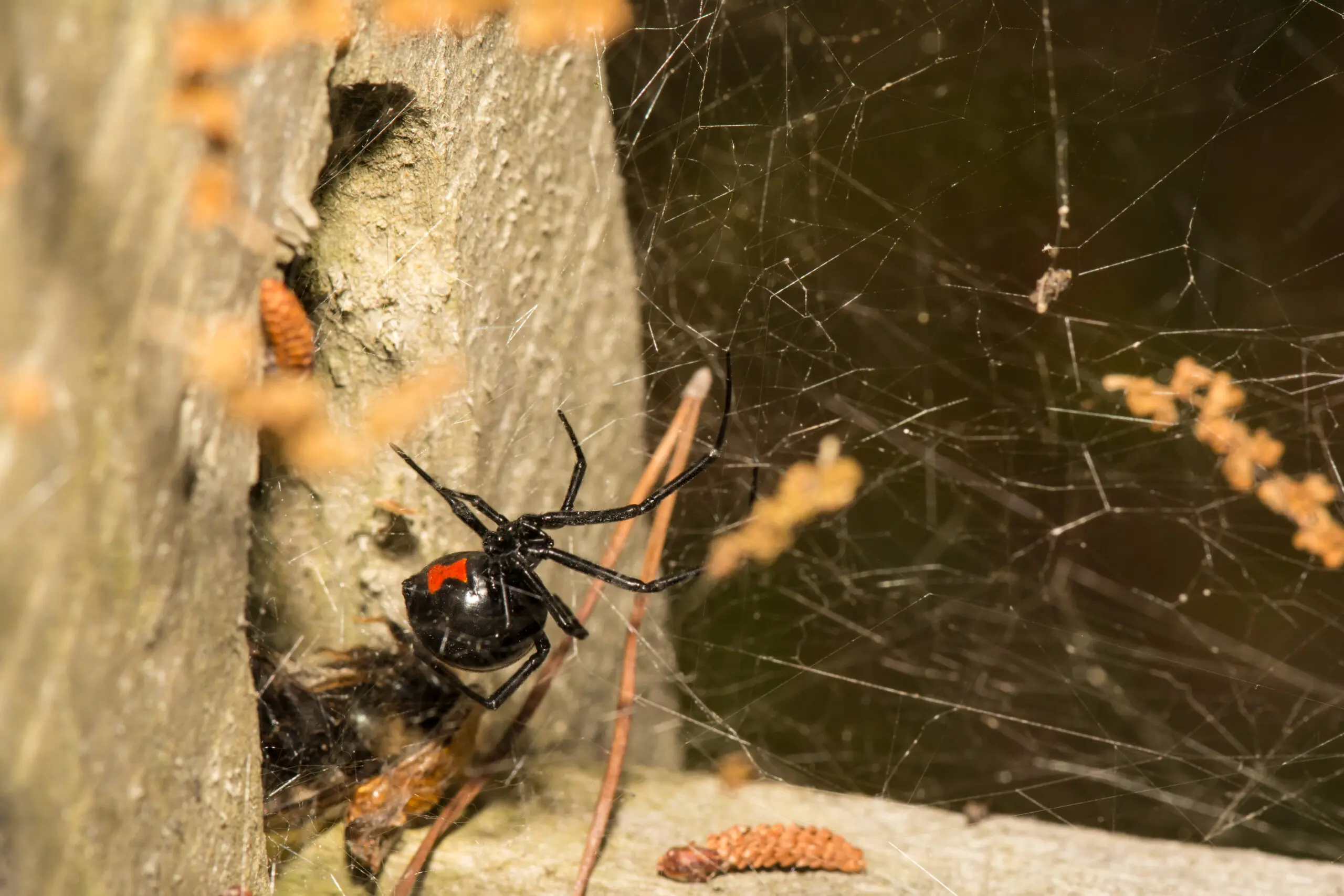 Spiders Control Services in Bhubaneswar