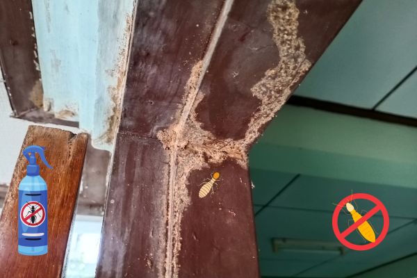 Termite Control Services in Bhubaneswar, Odisha